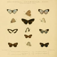 Rhopalocera Exotica Oriental Lycaenidae Poster Print от Horace Knight