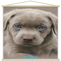 Кийт Кимбърлин - Puppy - Blue Eyes Tall Poster, 14.725 22.375